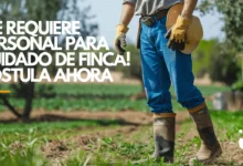 Trabajador de finca sembrando cultivos en el campo
